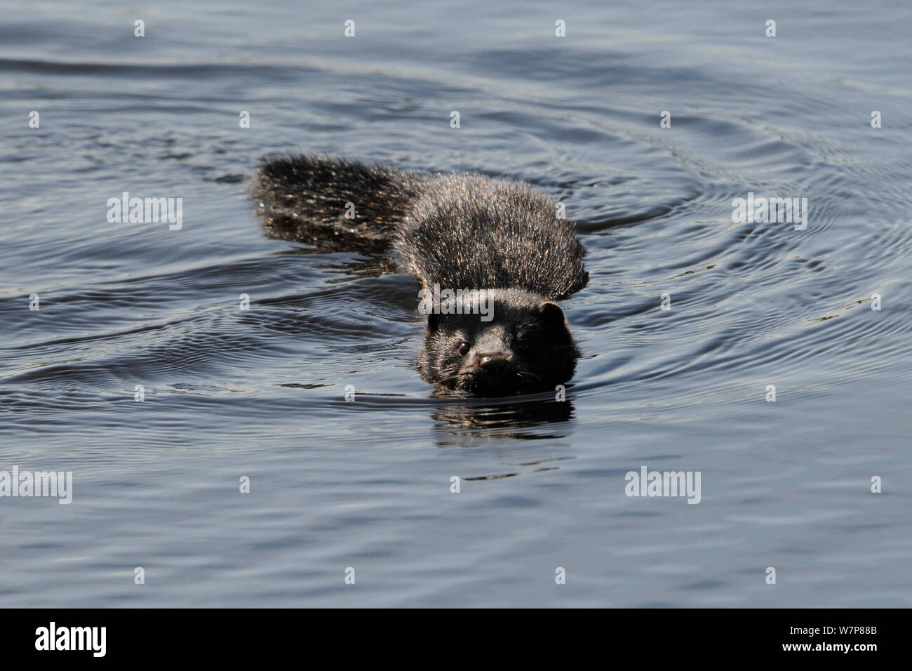 American mink (Mustela vison) swimming in a drainage channel, RSPB Greylake, Somerset Levels, UK, May. Stock Photo