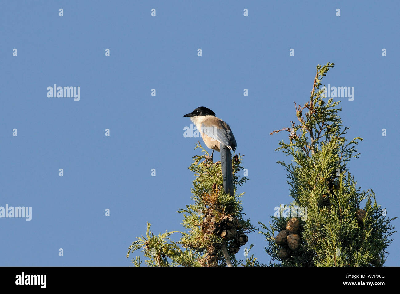 Azure winged magpie (Cyanopica cyana) perched at the top of a Mediterranean cypress tree (Cupressus sempervirens), Algarve, Portugal, June. Stock Photo
