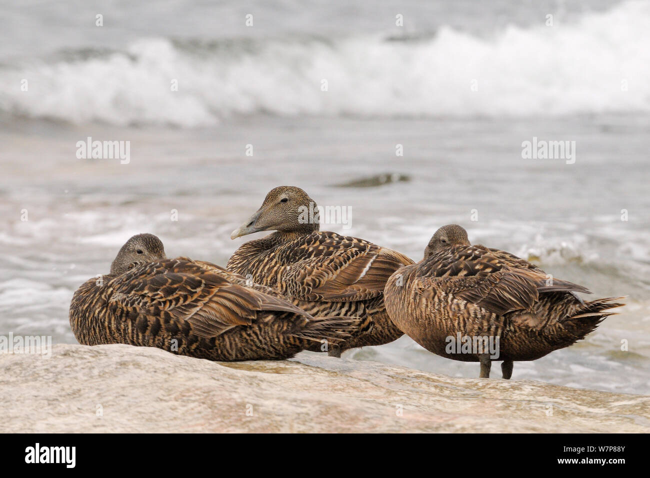 Resting ducks by the water hires stock photography and images Alamy