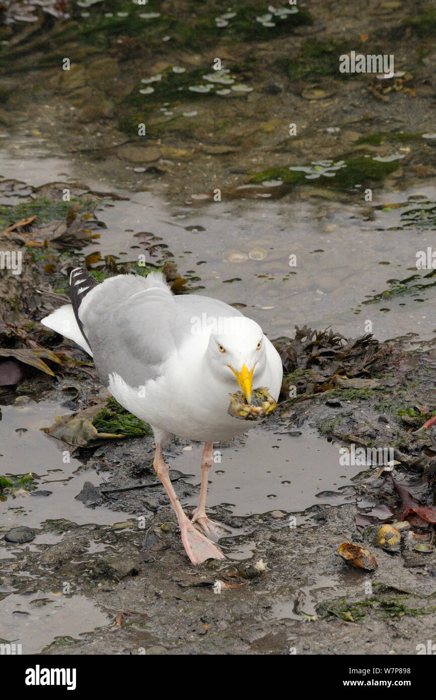 Herring gull (Larus argentatus) eating a Shore crab (Carcinus maenas) which it has caught in the Looe estuary at low tide, Cornwall, UK, June. Stock Photo