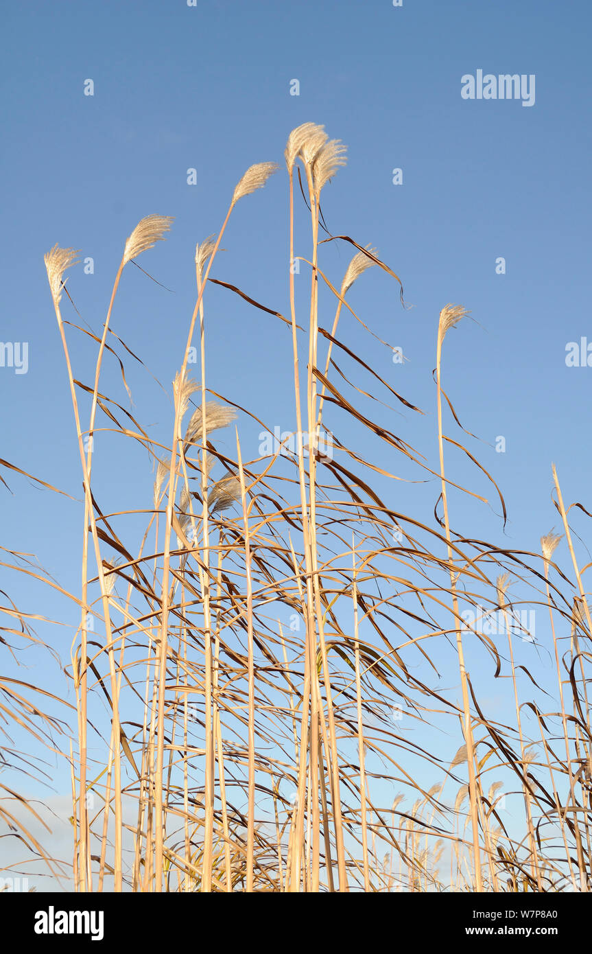 Elephant grass (Miscanthus giganteus) in flower, grown as an energy crop for use in biomass boilers, Willtshire, UK, December. Stock Photo