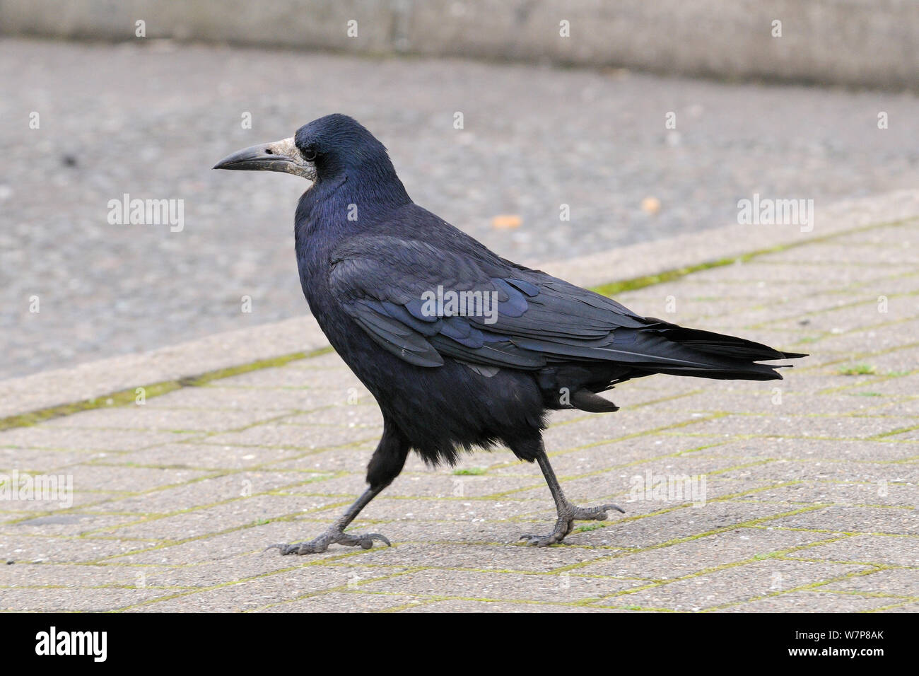 Rook (Corvus frugilegus) searching for food left-overs dropped by tourists in Motorway service station car park, Dumfries and Galloway, Scotland, UK, July. Stock Photo