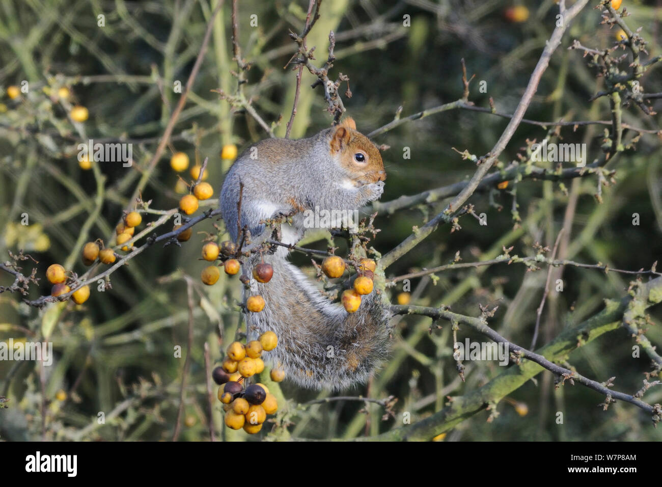 Grey squirrel (Sciurus carolinensis) eating a Crab apple (Malus sp.) on a fruit laden branch, Hertfordshire, UK, November. Stock Photo