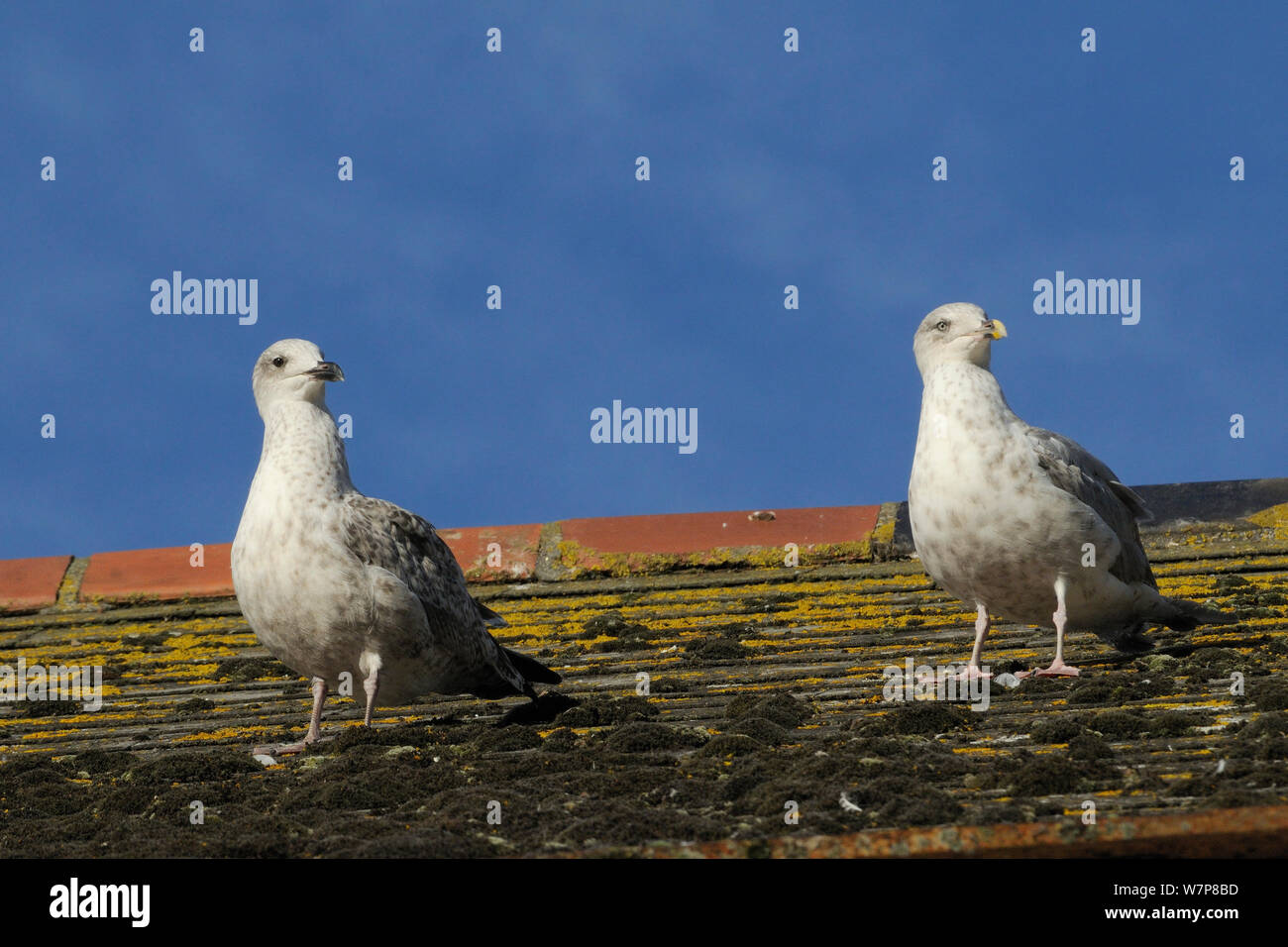Herring gulls (Larus argentatus) standing on the mossy rooftop where they were raised, Looe, Cornwall, UK, August. Stock Photo