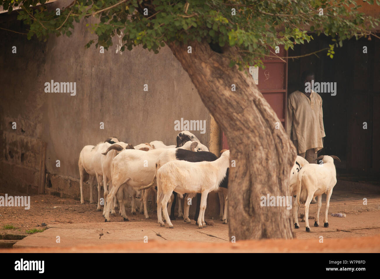 Small herd of domestic African sheep in town, Northern Cameroon, Maroua highstreet, September 2009. Stock Photo