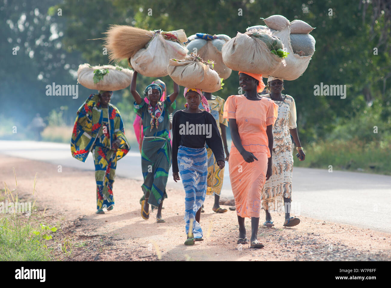 Women carrying  fresh produce from nearby fields on their heads  into Maroua town for market day. Cameroon, September 2009. Stock Photo