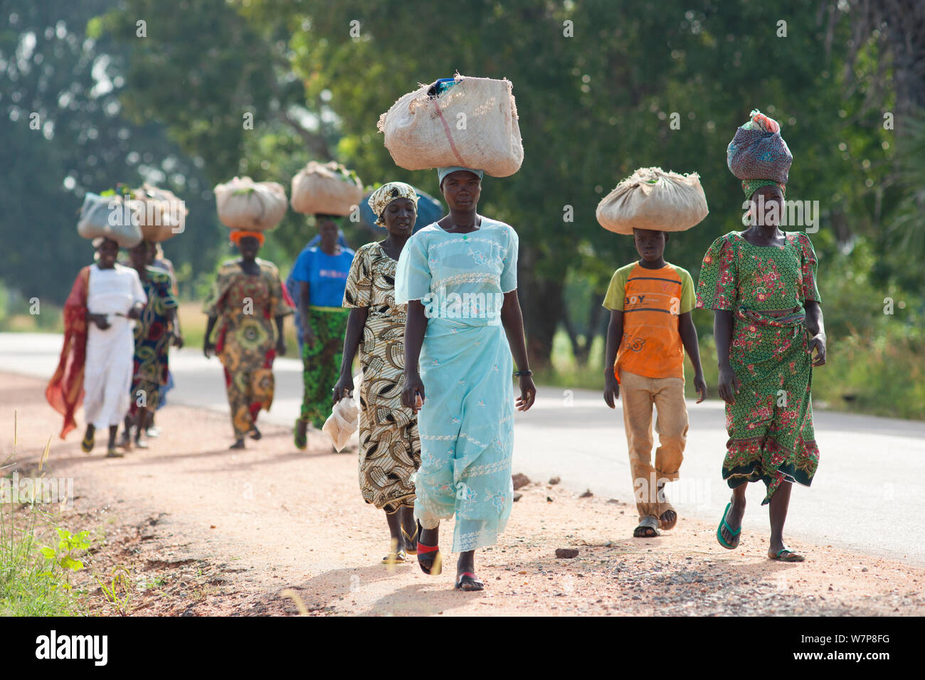 Women carrying fresh produce on their heads, going into Maroua town for market day. Cameroon, September 2009. Stock Photo