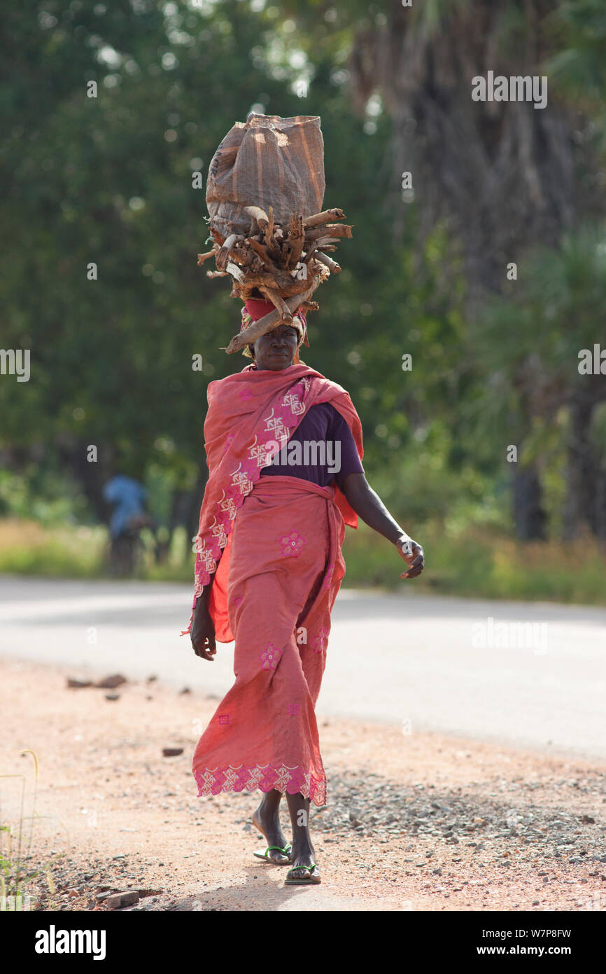 Woman carrying firewood on head, going into Maroua town for market day. Cameroon, September 2009. Stock Photo