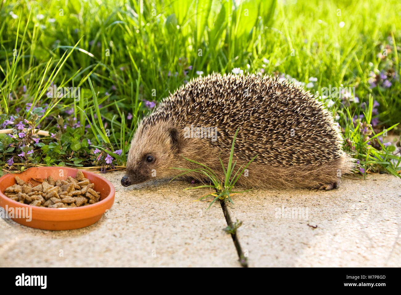European hedgehog (Erinaceus europaeus) next to bowl of food put out