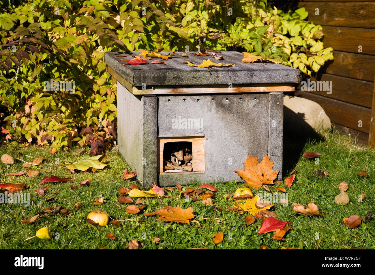 Hibernation house for hedgehogs (Erinaceus europaeus) in garden, Germany Stock Photo