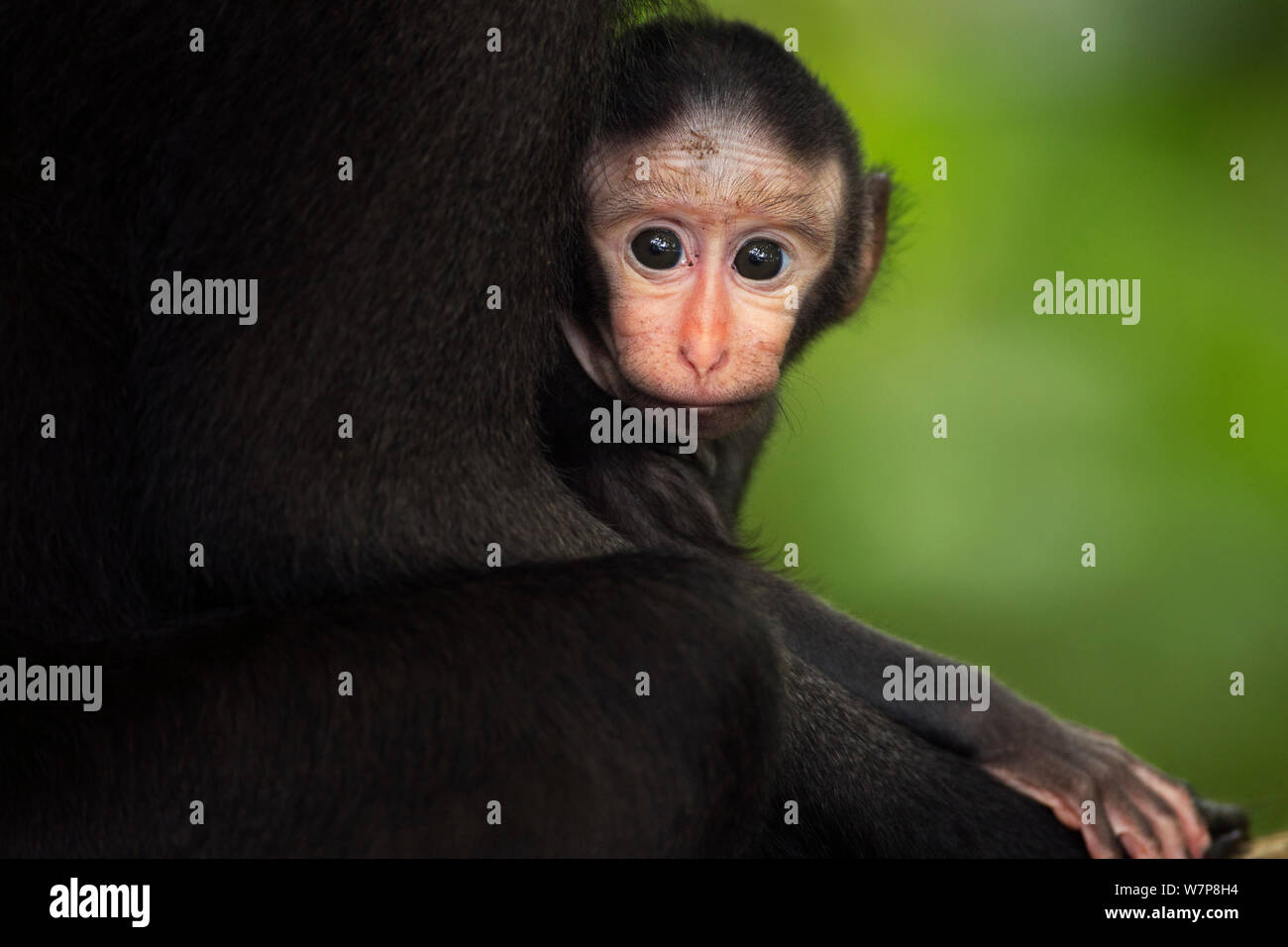 celebes-black-crested-macaque-macaca-nigra-male-baby-aged-less-than