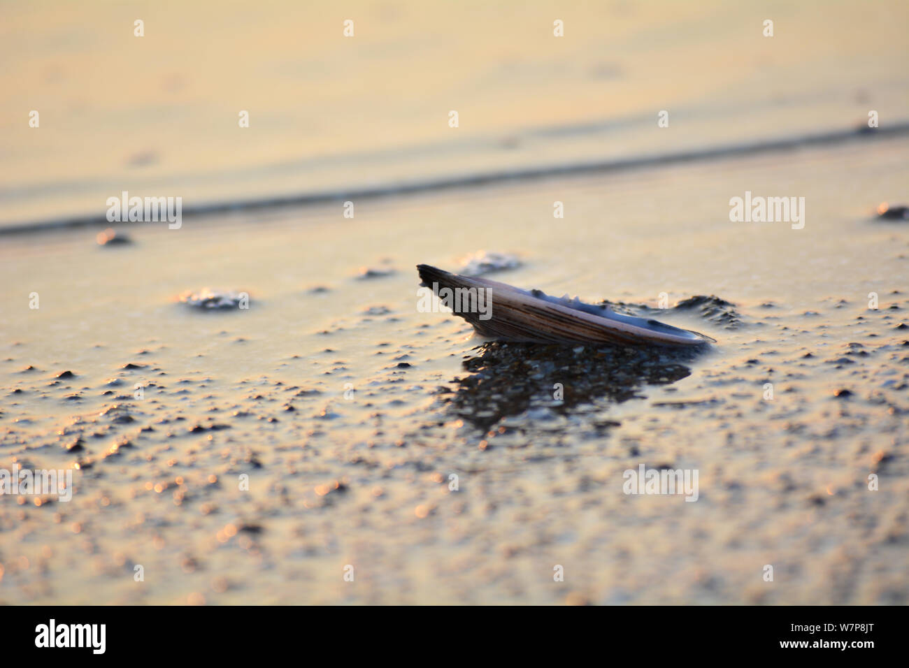 seashell on a evening seashore Stock Photo