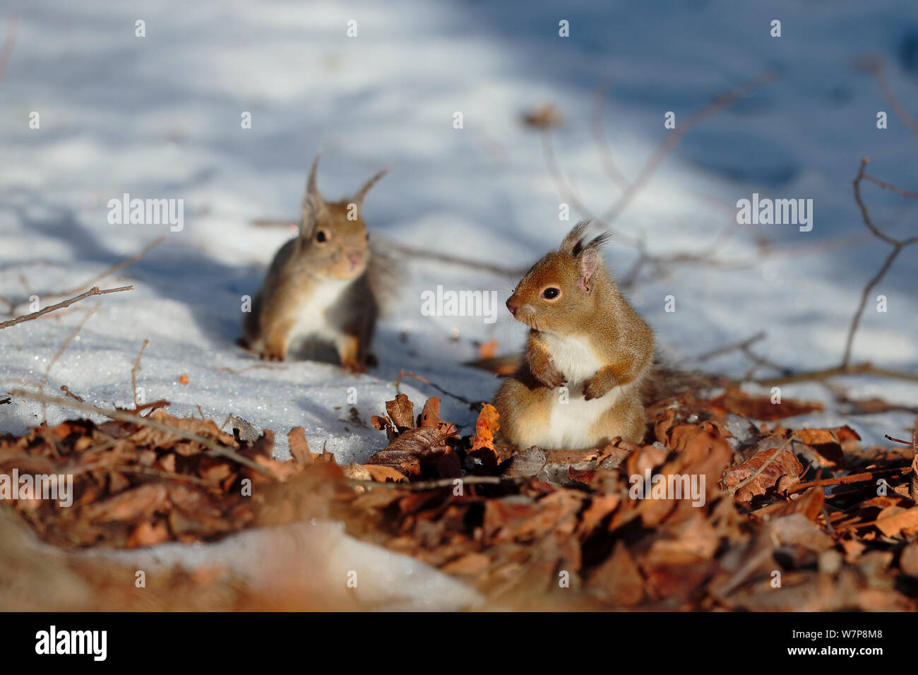 Squirrels mating hires stock photography and images Alamy