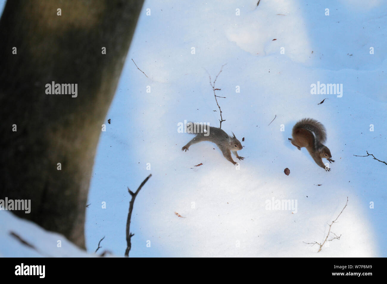 Japanese Squirrels (Sciurus lis) in courtship chase, Yatsugakake-Mt, Nogano, Japan, February Stock Photo