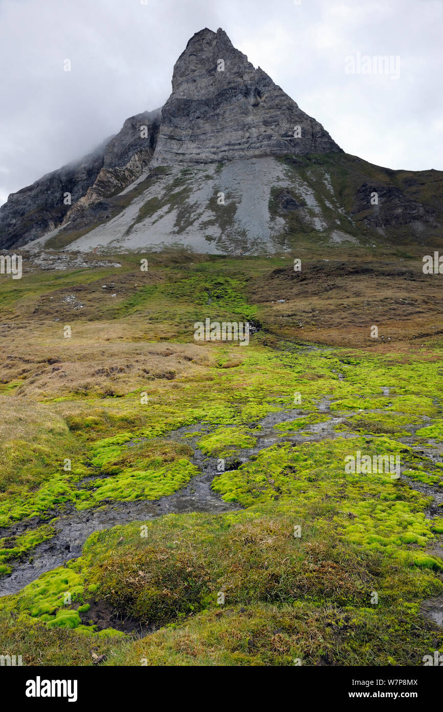 Mountain landscape with summer vegetation, Svalbard, Norway, June 2011 Stock Photo