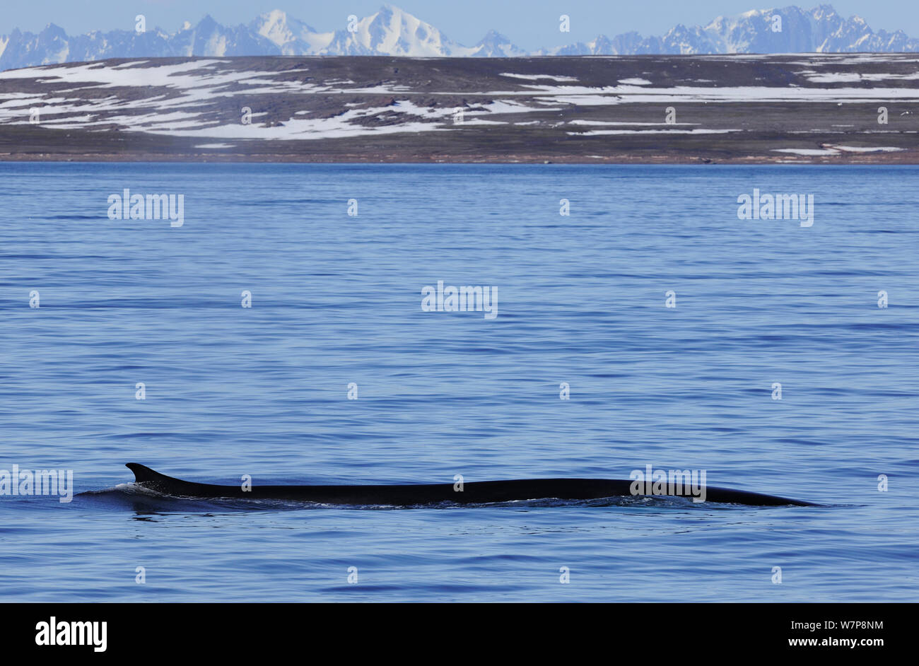 Fin whale (Balaenoptera physalus) at surface, Svalbard, Norway, July Stock Photo