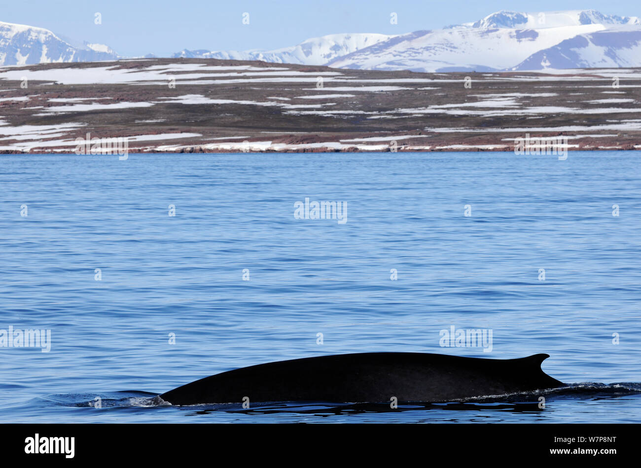 Fin whale (Balaenoptera physalus) at surface, Svalbard, Norway, July Stock Photo