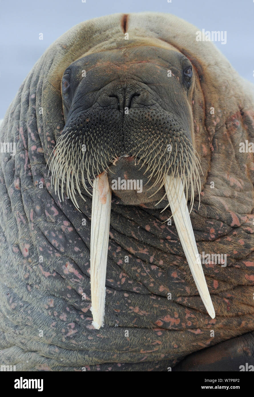 Walrus (Odobenus rosmaris) head portrait, Svalbard, Norway Stock Photo
