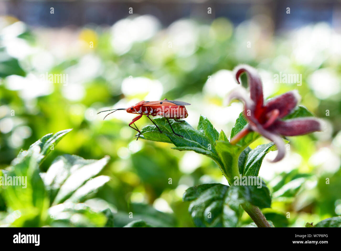 Red cotton stainer ( Dysdercus cingulatus ) in a garden with red flower on a green blur background Stock Photo