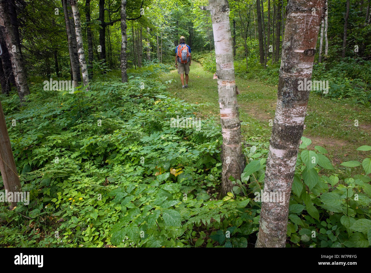 Hiker on the Silver Trail / North Country Trail in Jay Cook State Park. Minnesota, USA, August 2011 Model released Stock Photo