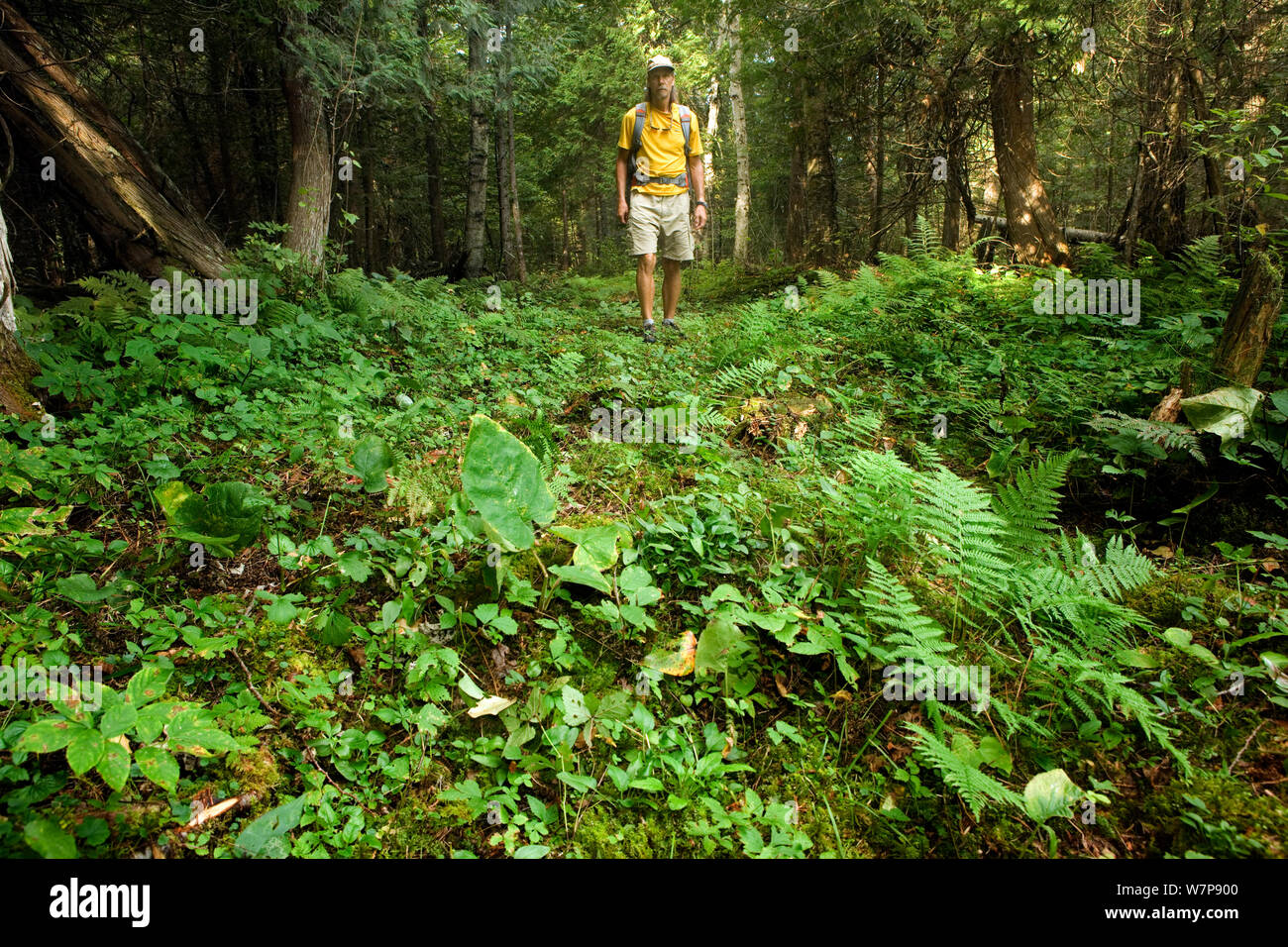 Hiker on the Kab-Ash Trail in Voyageurs National Park. Minnesota, USA, August 2011 Model released Stock Photo