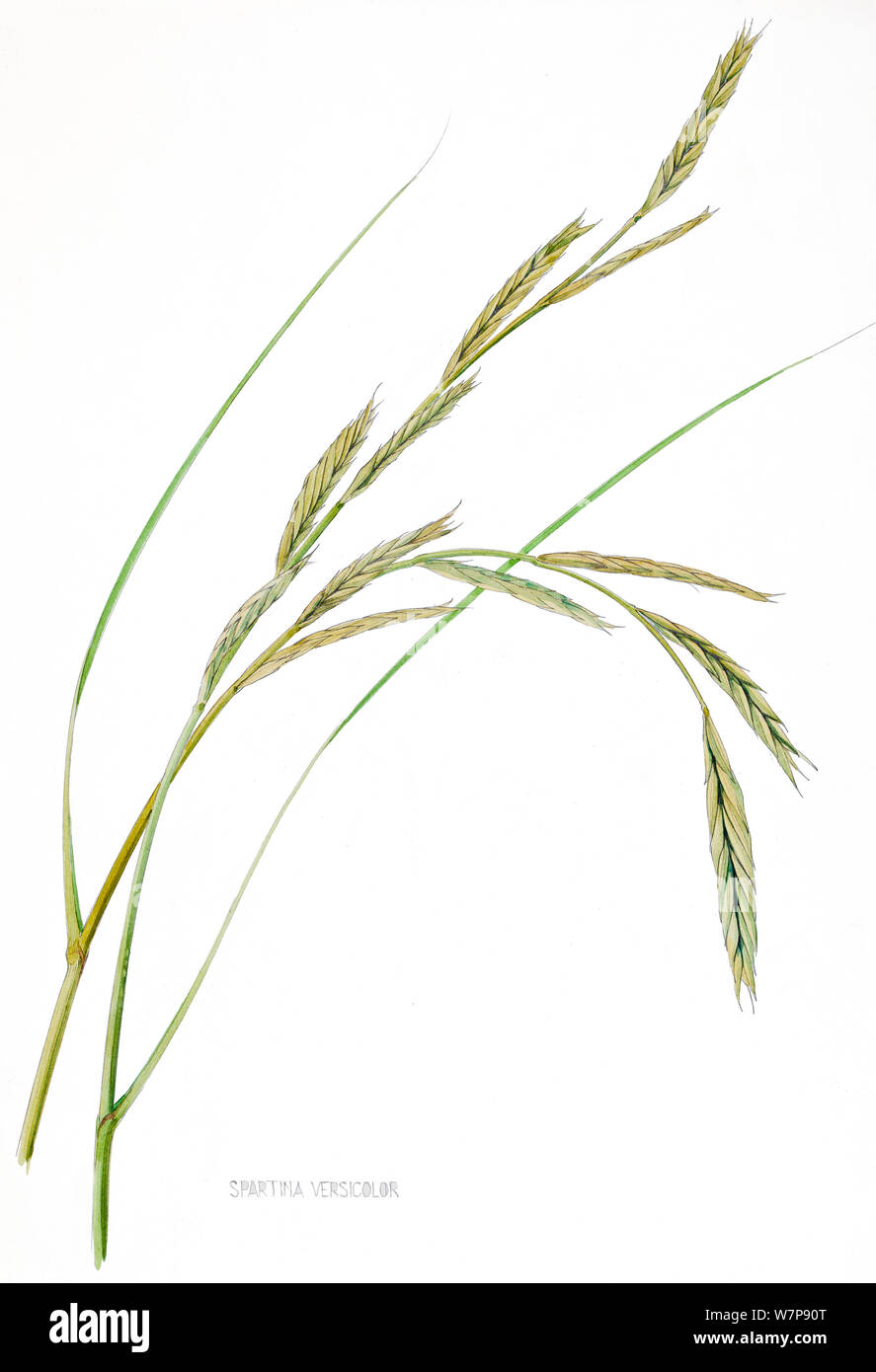 Illustration of cordgrass (Spartina versicolor). Pencil and watercolor painting. Stock Photo