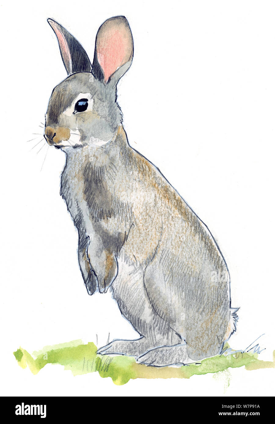 Illustration of European rabbit (Oryctolagus cuniculus). Pencil and watercolor painting. Stock Photo