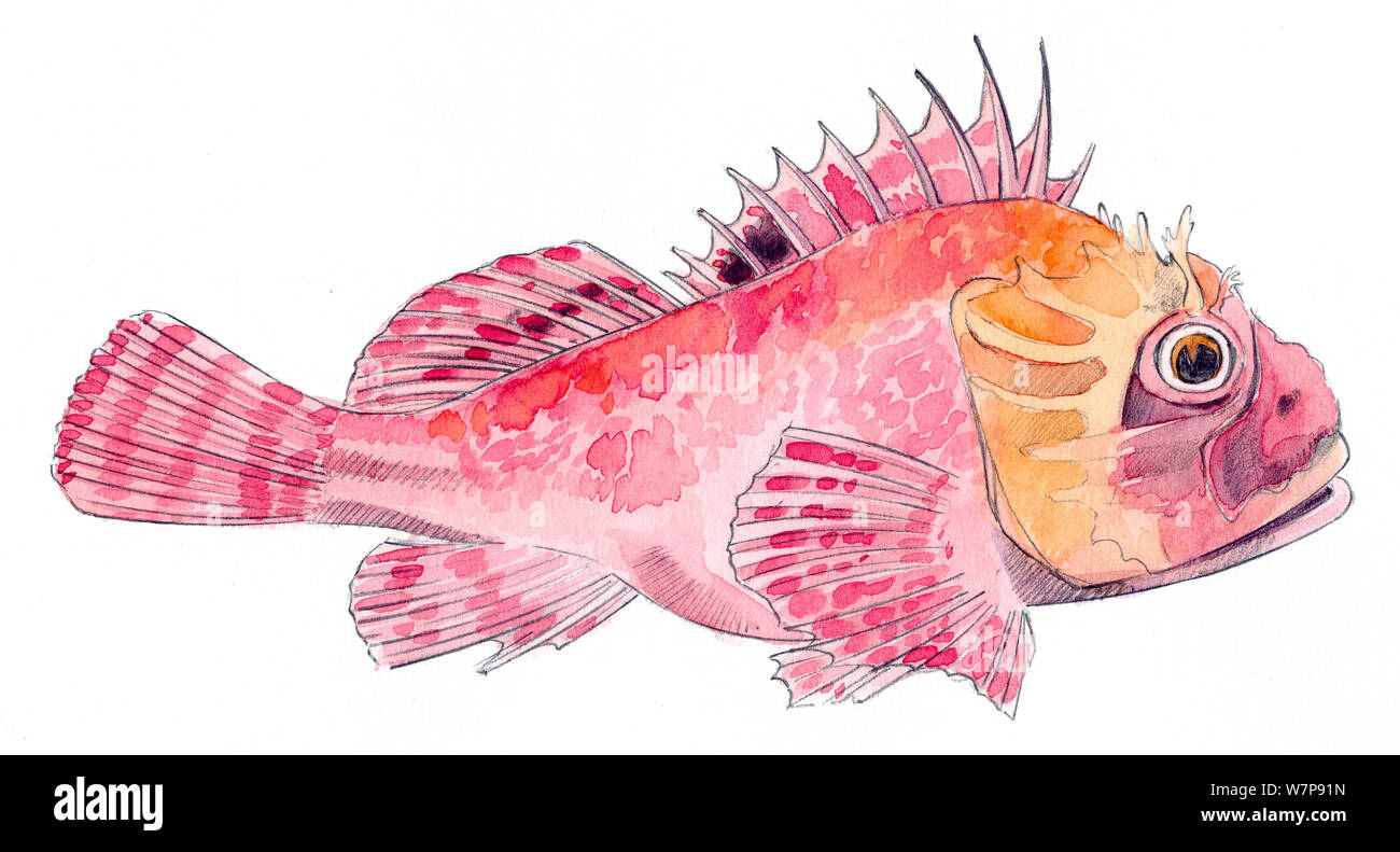 Illustration of Red Scorpionfish (Scorpaena scrofa). Pencil and watercolor painting. Stock Photo