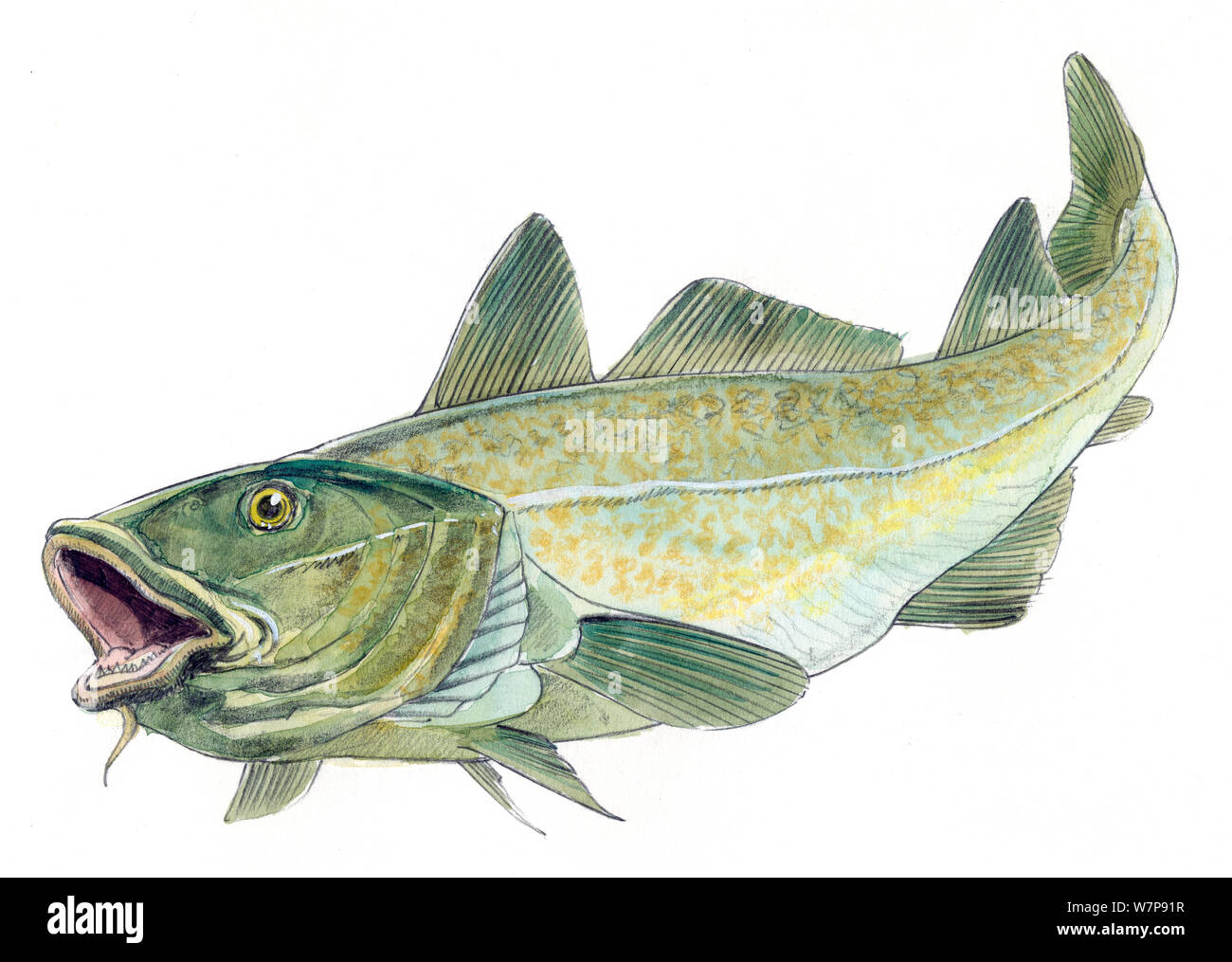 Illustration of Atlantic Cod (Gadus morhua). Pencil and watercolor painting. Stock Photo