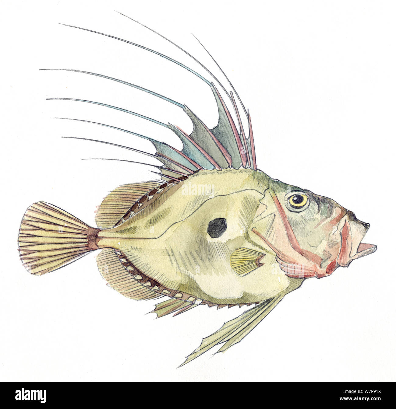 Illustration of John Dory (Zeus faber). Pencil and watercolor painting. Stock Photo
