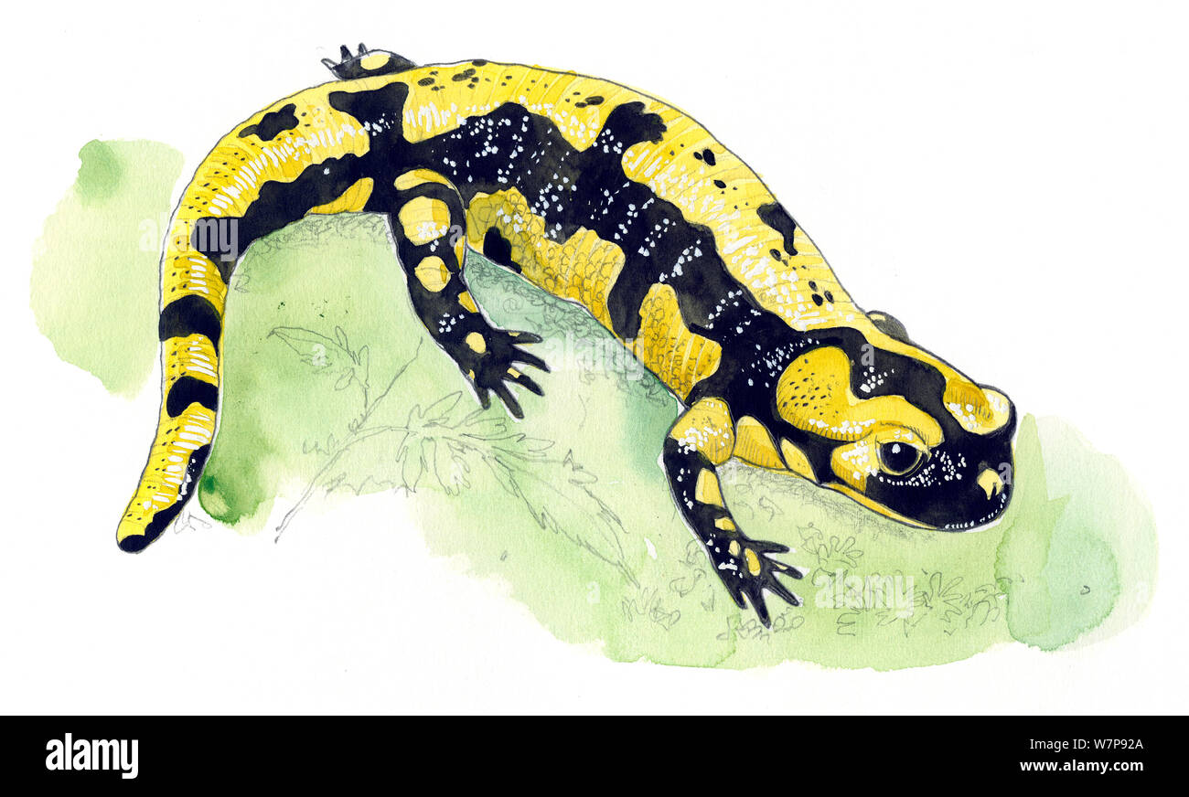 Salamander illustration Cut Out Stock Images \u0026 Pictures - Alamy, image size:1300x872