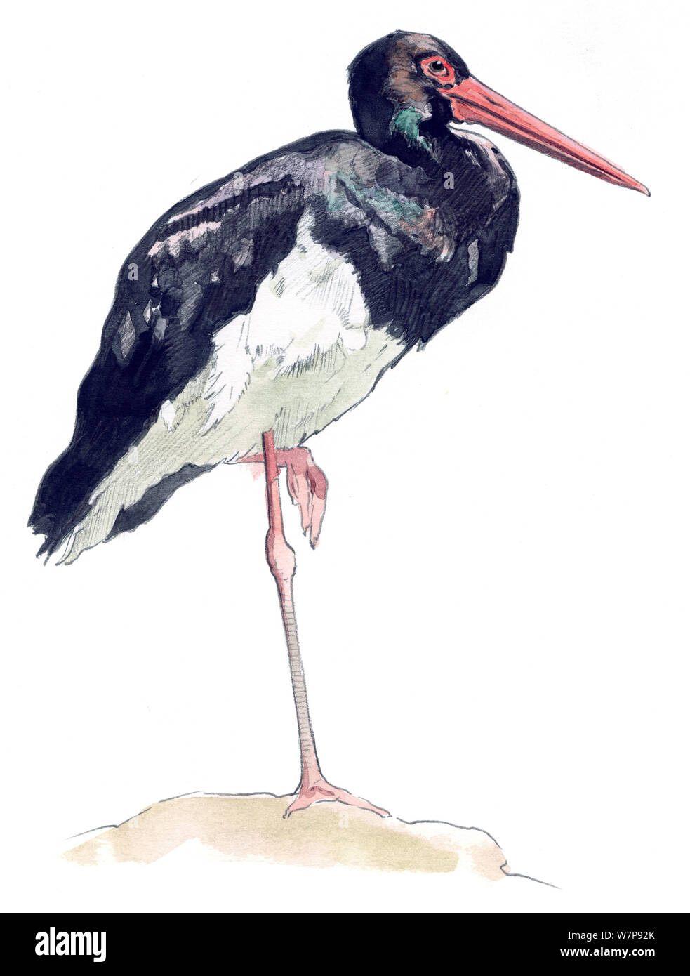 Illustration of Black Stork (Ciconia nigra). Pencil and watercolor painting. Stock Photo