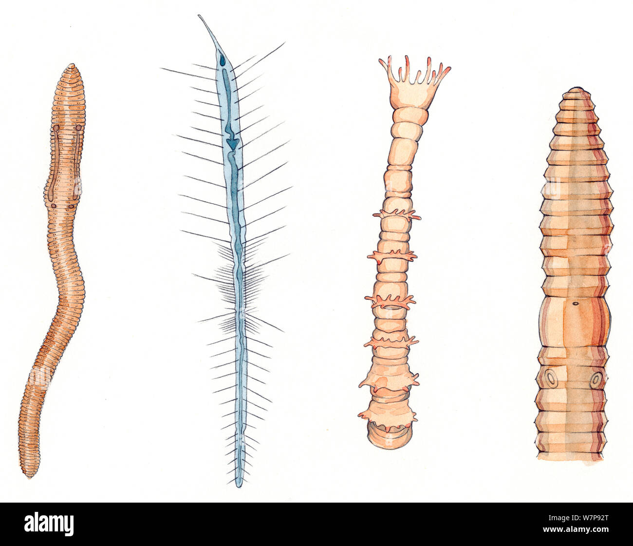 Left to right: Earthworm (Lumbricus terrestris). Planktonic polychaete worm (Tomopteris), Mercierella polychaete tube worm (Ficopomatus enigmaticus), detail of Earthworm (Lumbricus terrestris) anterior. Pencil and watercolor painting. Stock Photo