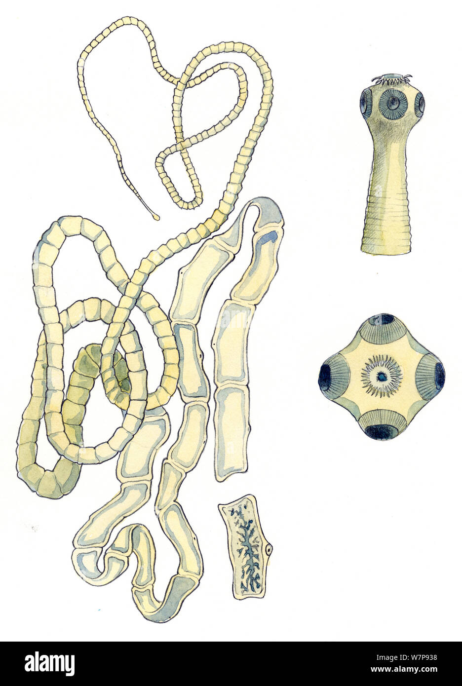 Illustrations of pork tape worm (Taenia solium) with segmented body on the left, cross section of proglottid or body segment on the bottom middle and on the left illustrations of scolex or head. Pencil and watercolor painting. Stock Photo