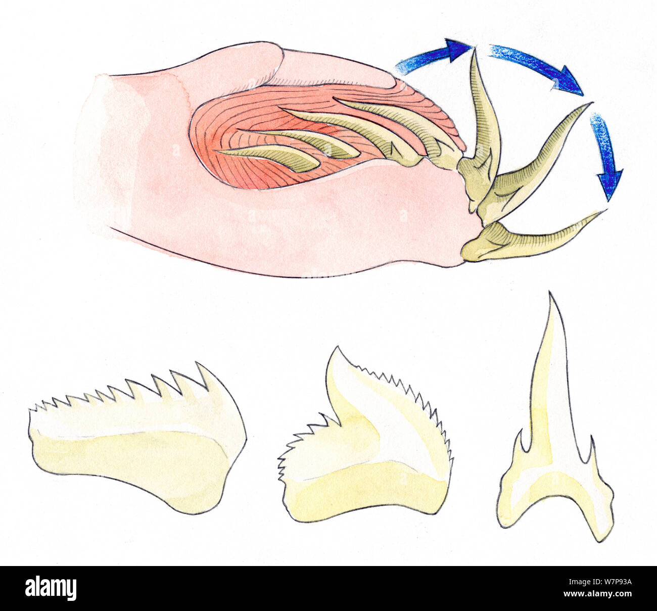 Illustration of details of Shark teeth. Pencil, watercolor and pastel illustration Stock Photo