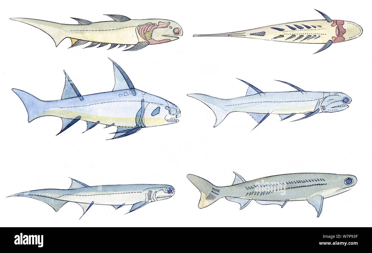 Illustration of Acanthodii or Spiny sharks, an extinct class of fish which shared features of both cartilaginous and bony fish. Pencil and watercolor painting. Stock Photo