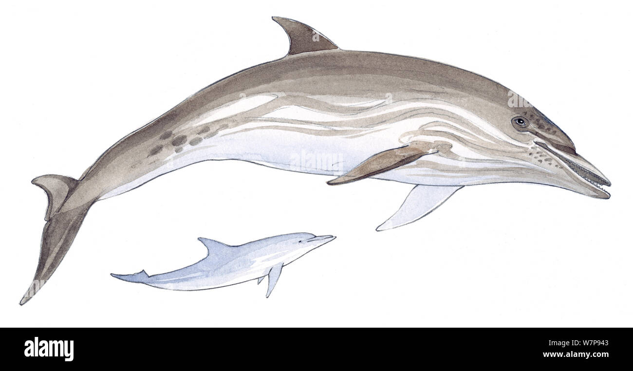 Illustration of Euphrosyne Dolphin (Stenella coeruleoalba). Pencil and watercolor painting. Stock Photo