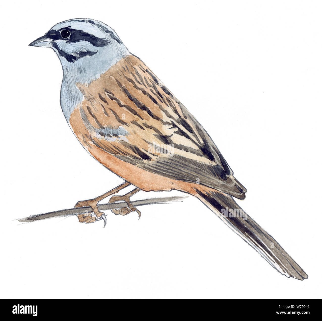 Illustration of Rock Bunting (Emberiza cia). Pencil and watercolor painting. Stock Photo