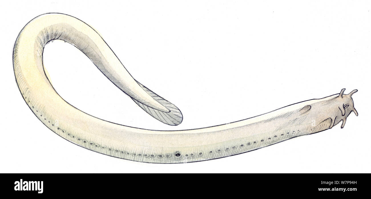 Illustration of Myxine hagfish (Myxine sp). Pencil and watercolor painting. Stock Photo