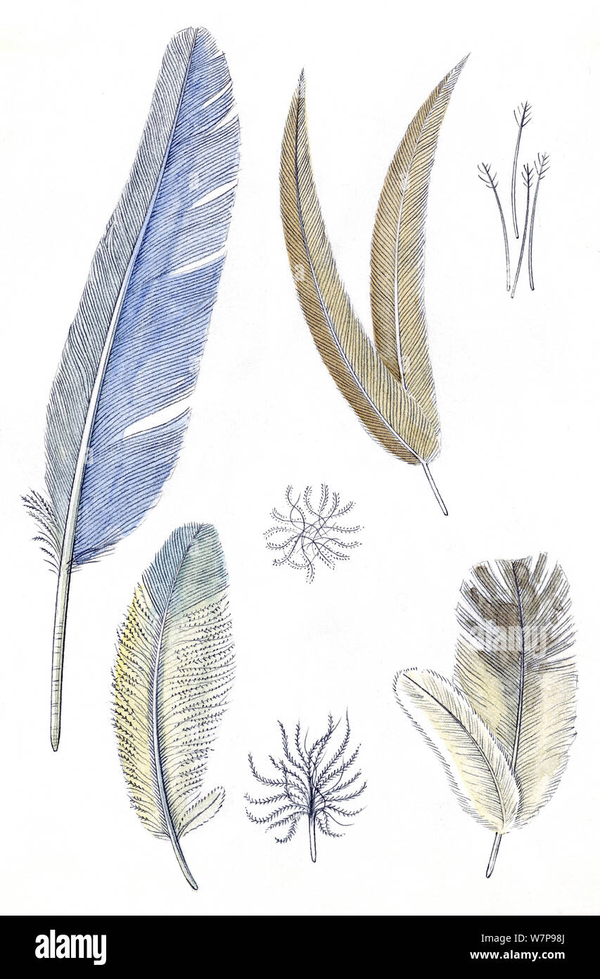 Illustration of different feather types, including flight feathers,  filoplumes, down, and semiplume feathers. Pencil and watercolor painting  Stock Photo - Alamy