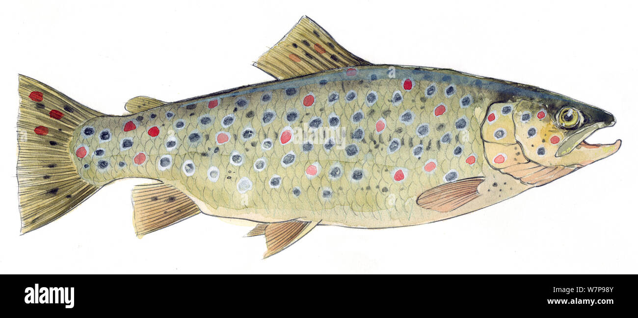 Illustration of Brown trout (Salmo trutta fario). Pencil and watercolor painting. Stock Photo