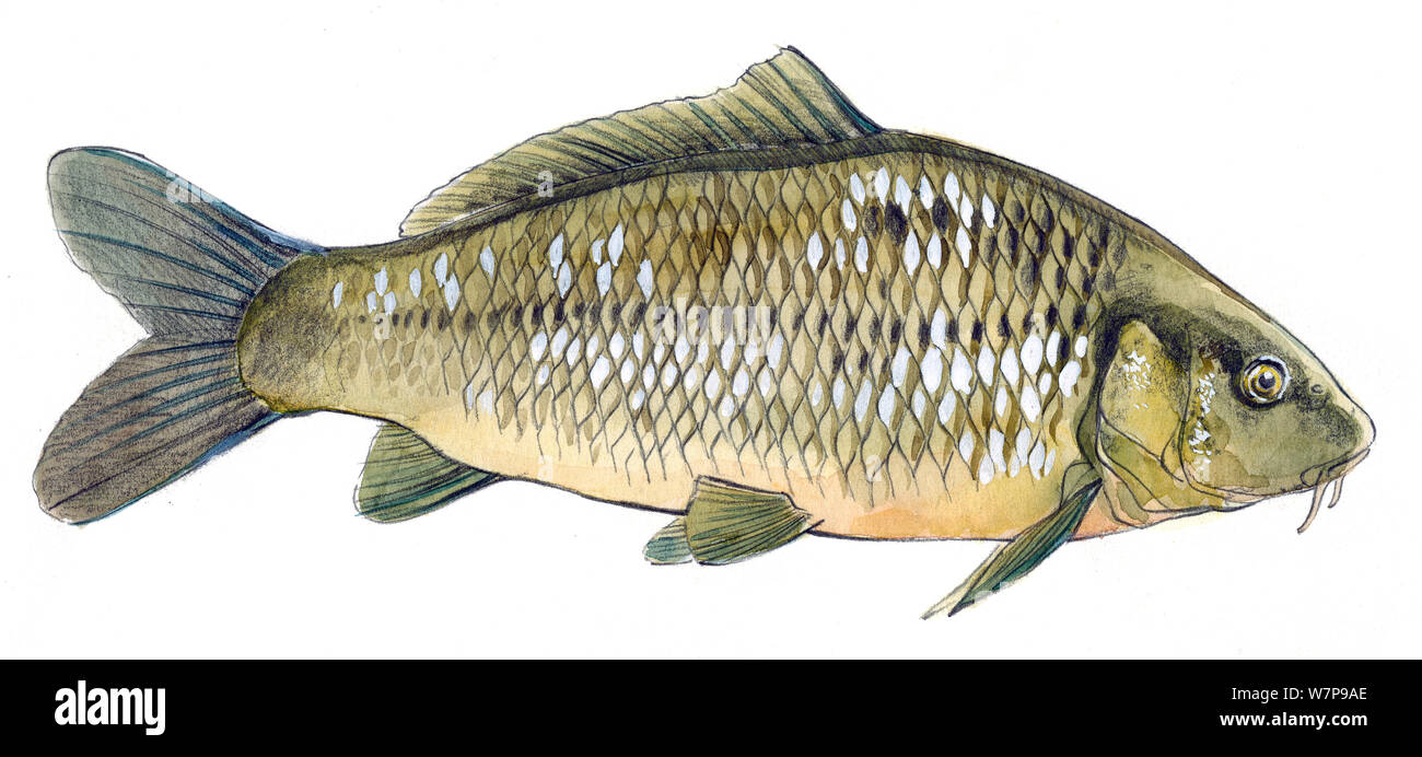 Illustration of Common Carp (Cyprinus carpio). Pencil and watercolor painting. Stock Photo