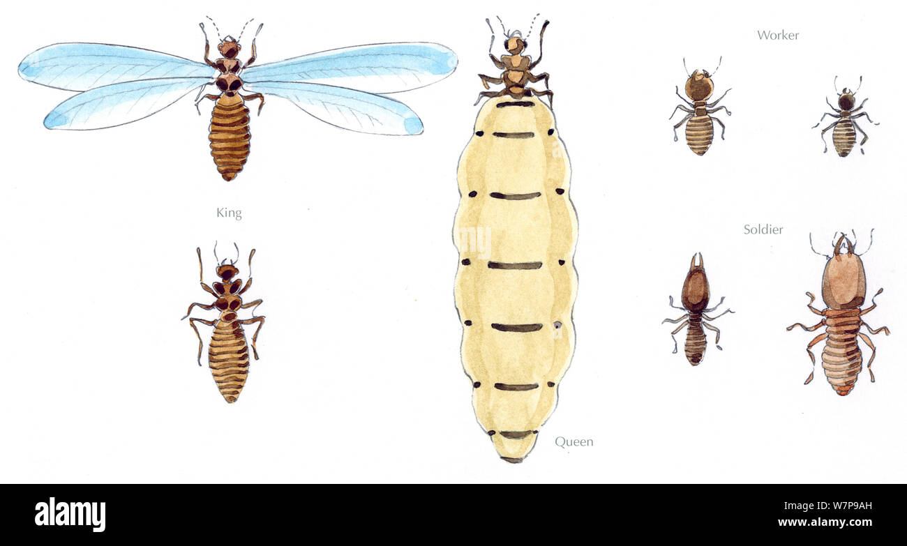 Illustration of termites (Isoptera sp), with winged king in the top
