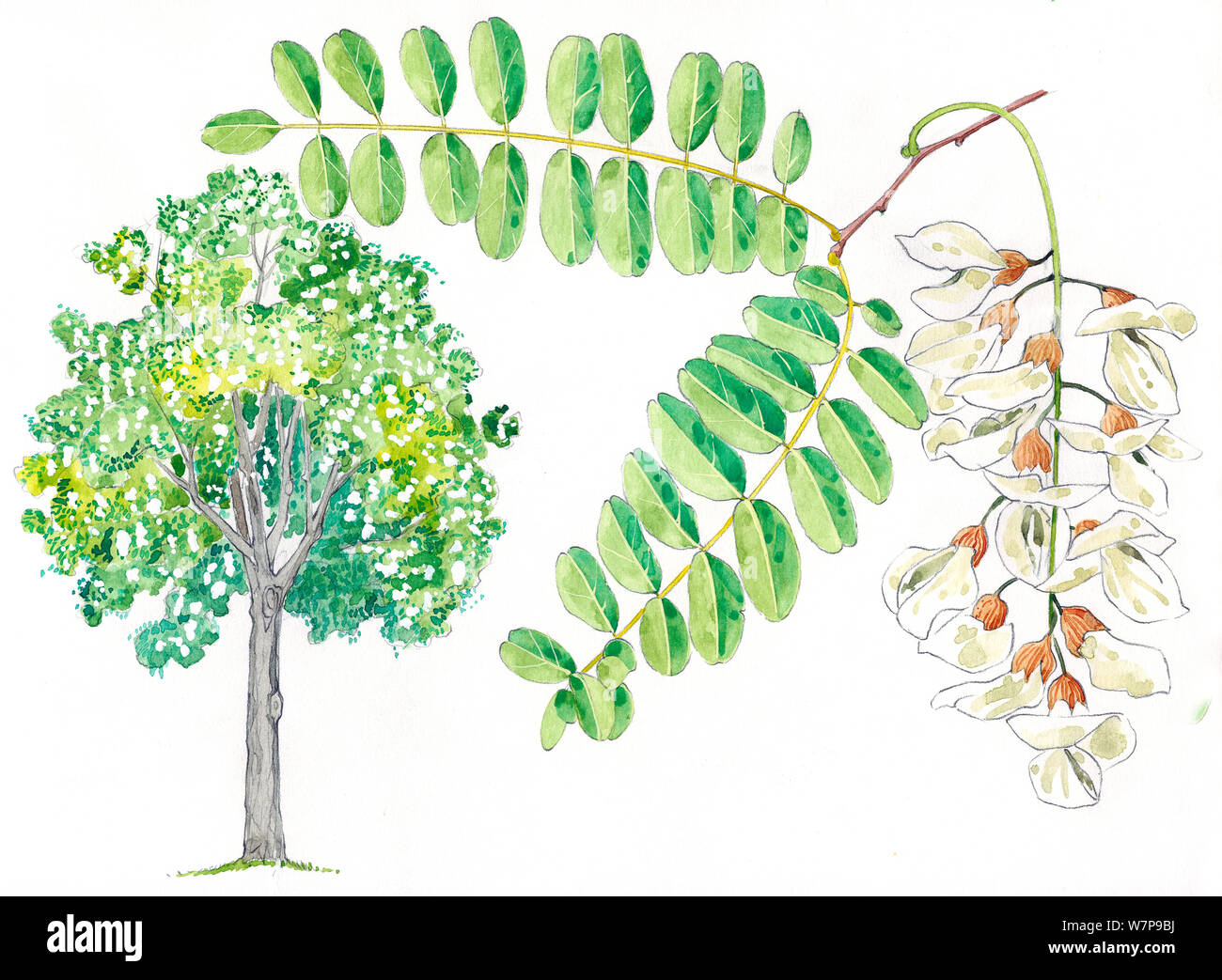 Illustration Of Black Locust Tree Robinia Pseudoacacia With Details Of Leaves And Flowers Pencil And Watercolor Painting Stock Photo Alamy Illustration Of Black Locust Tree Robinia Pseudoacacia With Details Of Leaves And Flowers Pencil And Watercolor Painting Stock Photo Alamy