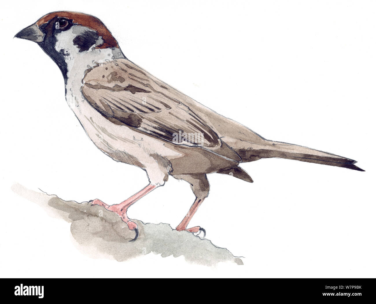 Illustration of Eurasian Tree Sparrow (Passer montanus). Pencil and watercolor painting. Stock Photo