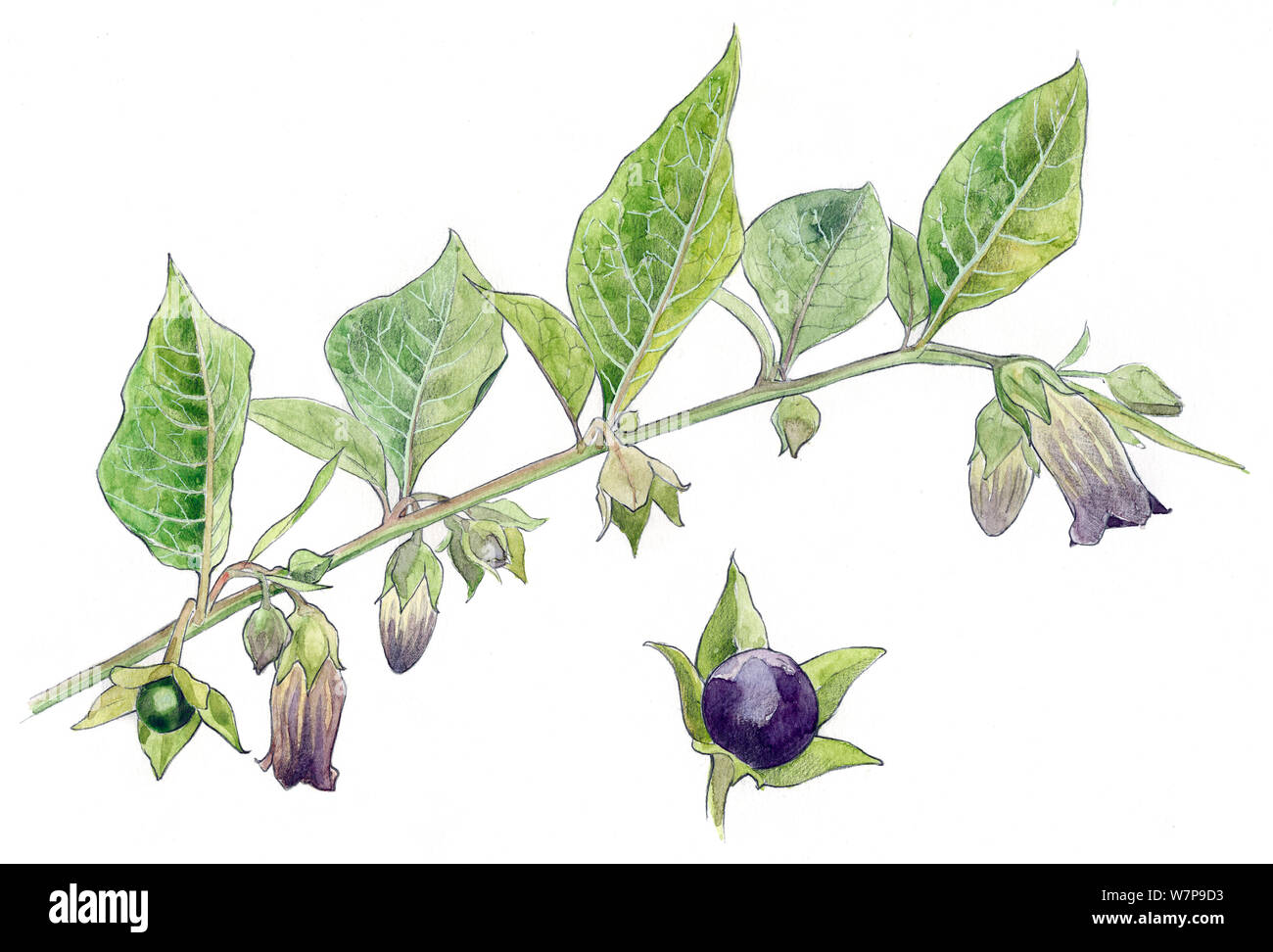 Illustration of Belladonna (Atropa belladonna). Pencil and watercolor painting. Stock Photo
