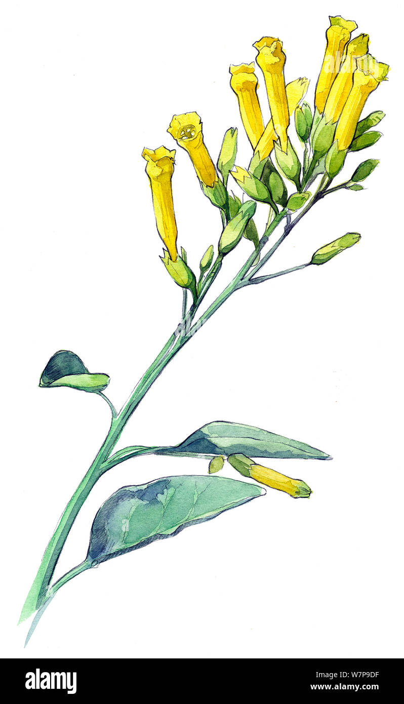 Illustration of Tree tobacco (Nicotiana glauca). Pencil and watercolor painting. Stock Photo