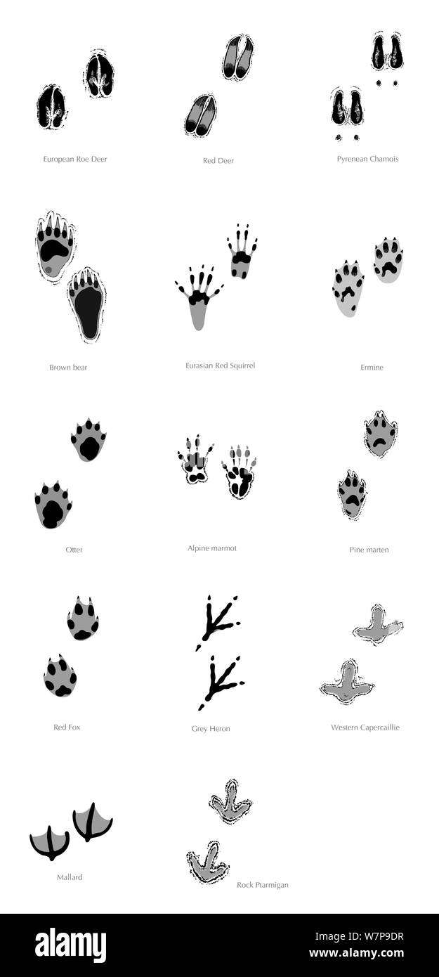 Illustration of tracks of the Pyrenean animals, Roe deer (Capreolus capreolus), Red deer (Cervus elaphus), Pyrenean chamois (Rupicapra pyrenaica), Brown bear (Ursus arctos), Red squirrel (Sciurus vulgaris), Stoat / ermine (Mustela ermina), Otter (Lutra lutra), Alpine marmot (Marmota marmota), Pine marten (Martes martes), Red fox (Vulpes vulpes), Grey heron (Ardea cinerea), Western capercaillie (Tetrao urogallus), Mallard (Anas platyrhynchos),  Rock ptarmigan (Lagopus mutus). Black and white illustration. Stock Photo