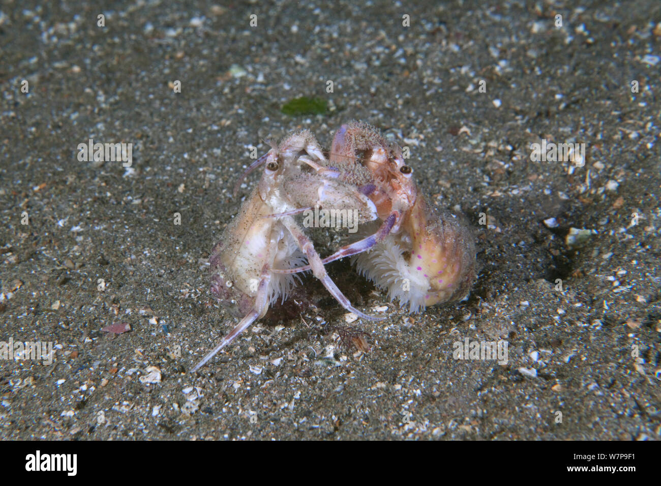 Anemone Hermit Crabs (Pagurus prideaux) engaging in courtship behaviour. Maseline Harbour, Sark, British Channel Islands, September. Stock Photo