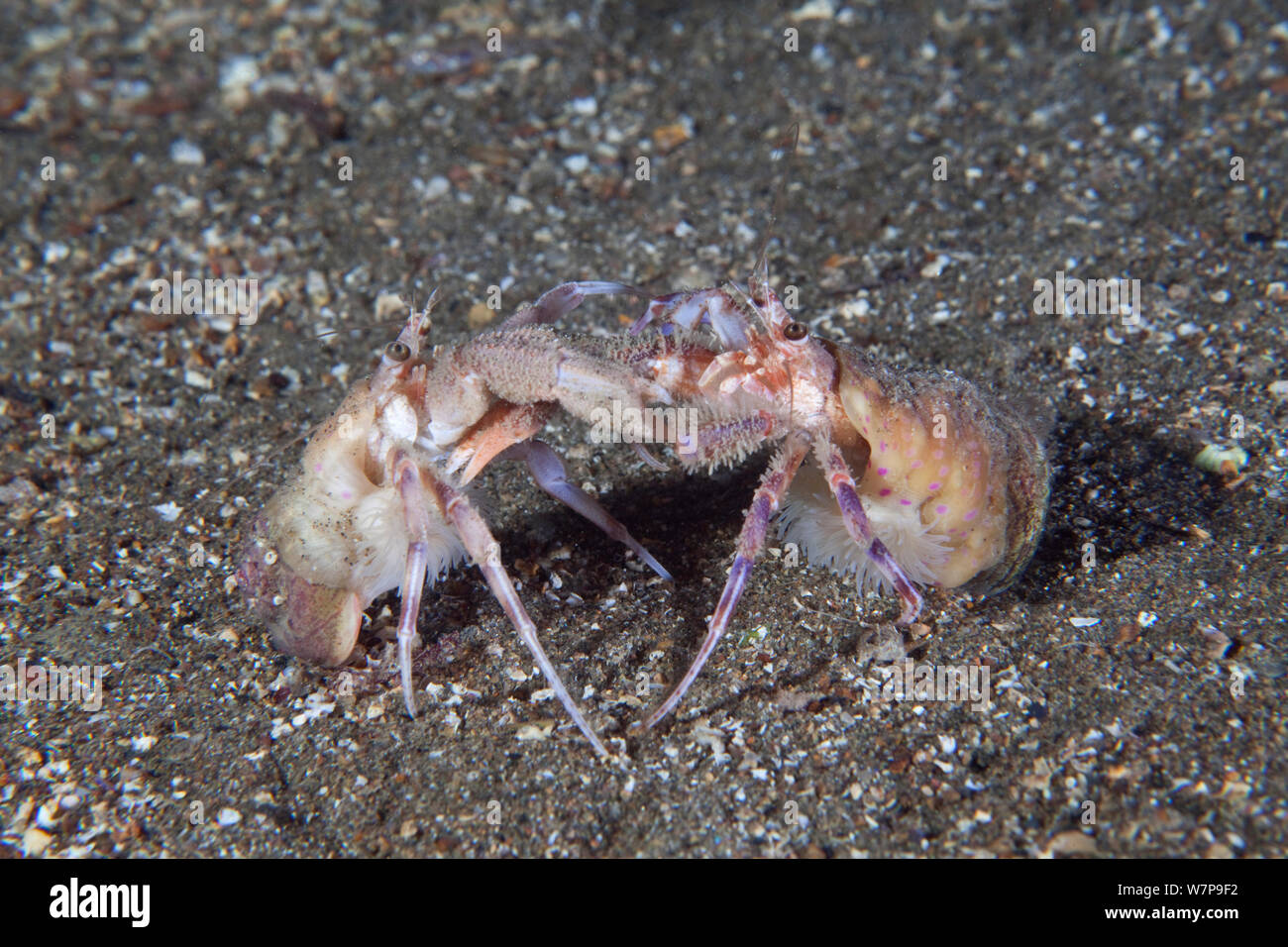 Anemone Hermit Crab (Pagurus prideaux) courtship behaviour. Maseline Harbour, Sark, British Channel Islands, September. Stock Photo